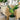 ต้นไม้ประดิษฐ์พร้อมกระถาง [SD] Monstera 80