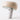 โคมไฟตั้งโต๊ะ [NS] Smaka Table Lamp Milkish