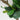 ต้นไม้ประดิษฐ์พร้อมกระถาง [SD] Fiddle Leaf 120