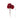 ดอกไม้ประดิษฐ์ [FW] Peony Flowers Dark Red
