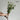 ดอกไม้ประดิษฐ์ Daisy Flowers Long Stemmed cute room decor