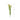 ดอกไม้ประดิษฐ์ [FW] Grass Flowers Light Green