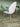 Dining chair pink room decoration